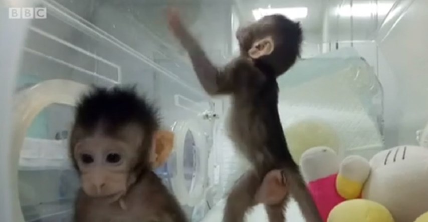 VIDEO U Kini klonirani prvi majmuni