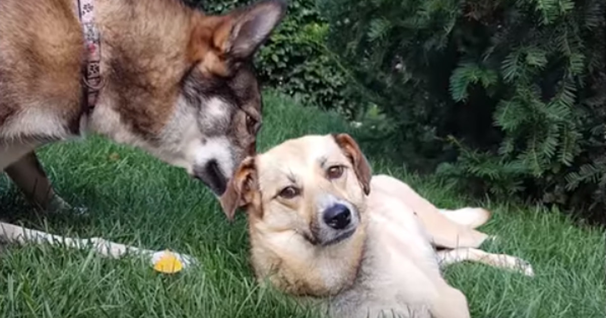 VIDEO Kujica sa slomljenom kralježnicom uljepšava život svima oko sebe
