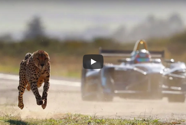 VIDEO Utrka ubrzanja geparda i Formule E bila je neizvjesnija nego što je itko očekivao