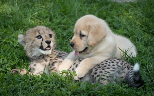 Nešto slatko za početak dana: Psić i gepard odrastaju kao braća!