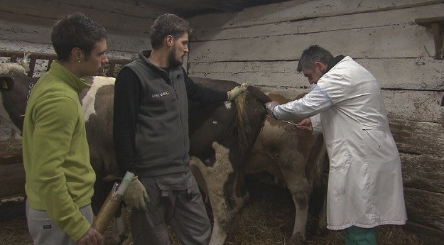 Dok se zelena zajednica miri, na Novoj farmi asistiraju veterinaru u oplođivanju krave