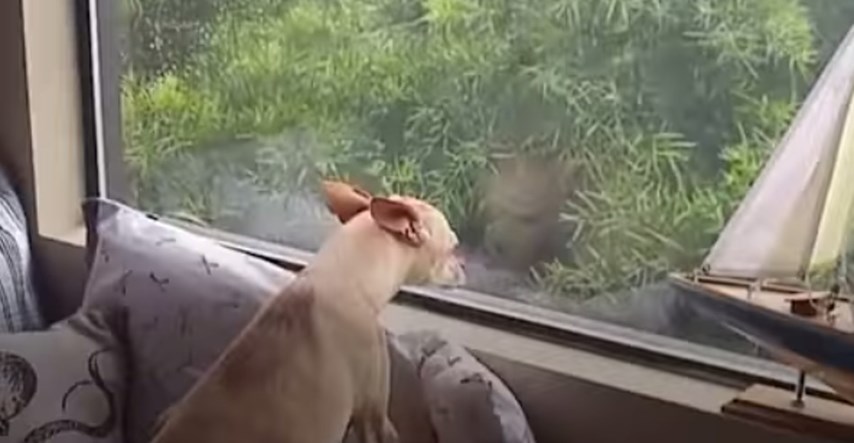 VIDEO Ovaj je pas pobjegao iz novog doma kako bi se vratio ljudima koje voli najviše na svijetu