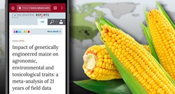 Objavljena ogromna studija: GMO kukuruz je zdraviji od običnog