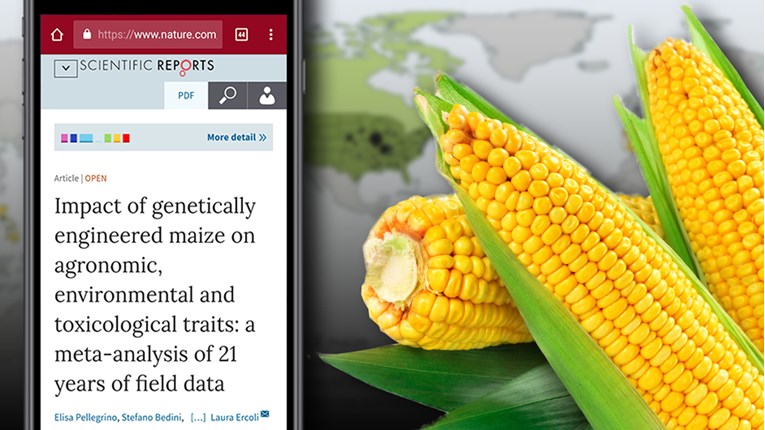 Objavljena ogromna studija: GMO kukuruz je zdraviji od običnog
