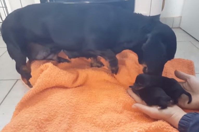 VIDEO Psići koji su na Badnjak bačeni na hladnoću vraćeni majci, ali priča nema najsretniji kraj