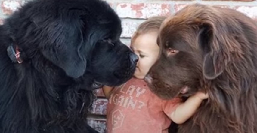 VIDEO Ovi divovski psi najbolje su dadilje na svijetu