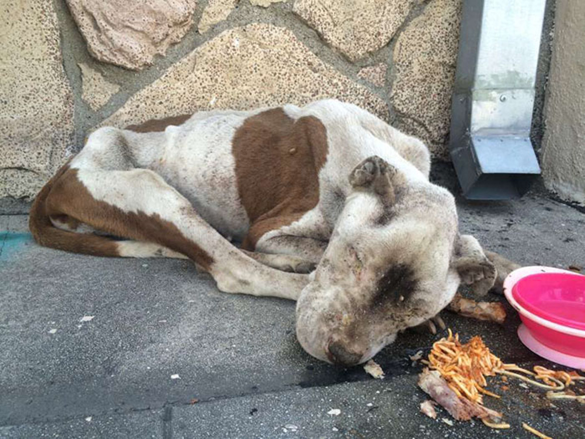 Ovog je psića dijelilo samo nekoliko sati od smrti, no ovi su mu ljudi uspjeli spasiti život