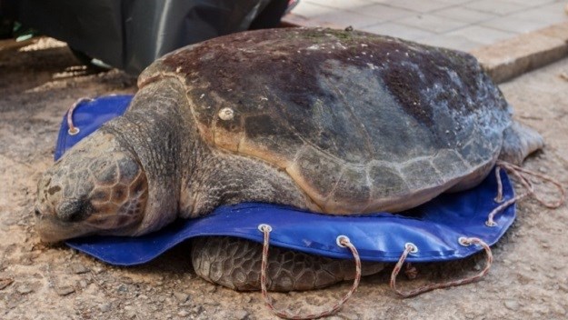Presudile joj niske temperature? U Puli uginula morska kornjača, stara između 50 i 70 godina