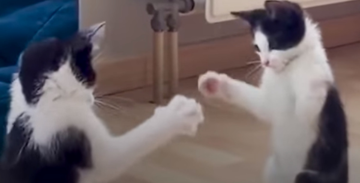VIDEO Životinjske bebe otkrivaju svijet oko sebe na najslađi mogući način