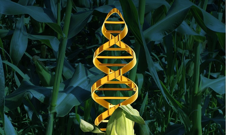 Prelazak na organsku hranu bio bi katastrofa, pravo rješenje je GMO