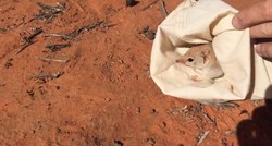 VIDEO U Australiji viđena životinja za koju se vjerovalo da je izumrla
