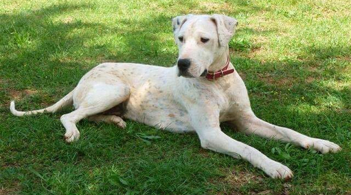 PAZIN Poklanja se kujica pasmine Dogo Argentino
