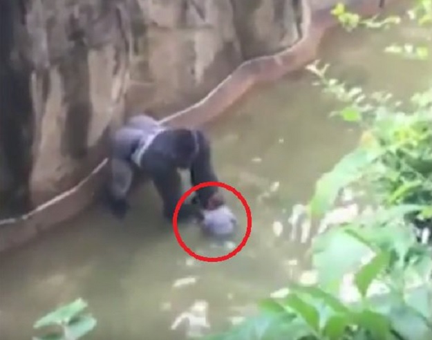 Nakon ubojstva gorile Harambe javila se majka dječaka: "Bog je čuvao moje dijete"