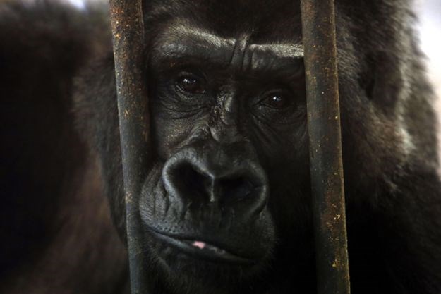 Kakav majmun: Zabranili mu da dolazi u zoološki jer uznemirava gorile