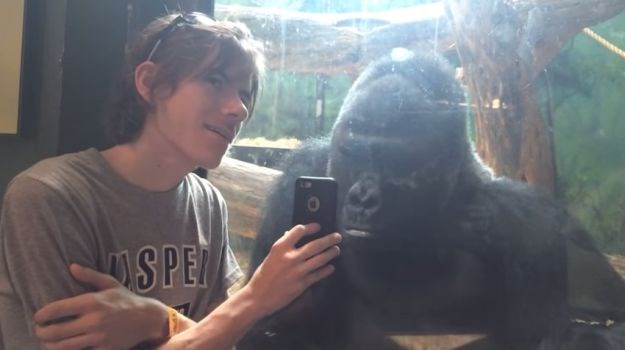 Gorili pokazivao fotografije drugih gorila na mobitelu, ovakvu reakciju nije očekivao