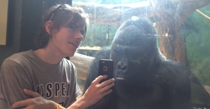 Gorili pokazivao fotografije drugih gorila na mobitelu, ovakvu reakciju nije očekivao