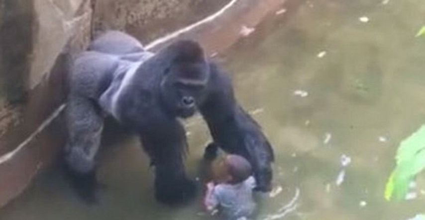 VIDEO Gorila je pokušala zaštititi dječaka, nježno ga primila za ruku i pokušala mu popraviti odjeću