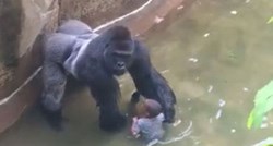 VIDEO Gorila je pokušala zaštititi dječaka, nježno ga primila za ruku i pokušala mu popraviti odjeću
