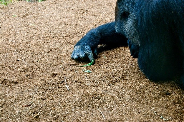 Što se dogodi kad nepozvan gost dođe u nastambu velike gorile?