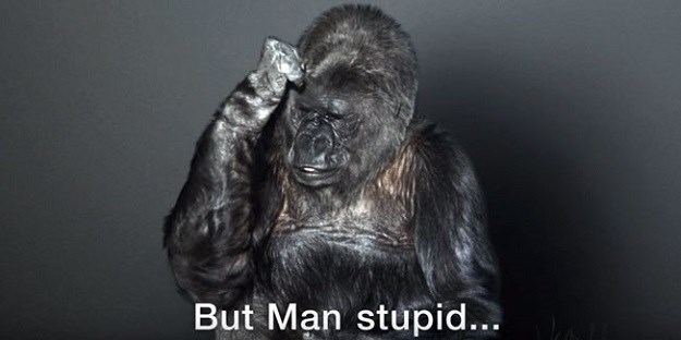 Gorila Koko misli da su ljudi glupi! Zašto? Jer ubijaju planet na kojem žive