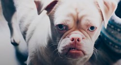 VIDEO Ovog psa nitko nije htio jer su mislili da je bolestan, no svi su se grdno prevarili