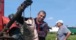 Ribar iz Dunava izvukao grdosiju od gotovo 2 i pola metra i težu od 85 kila