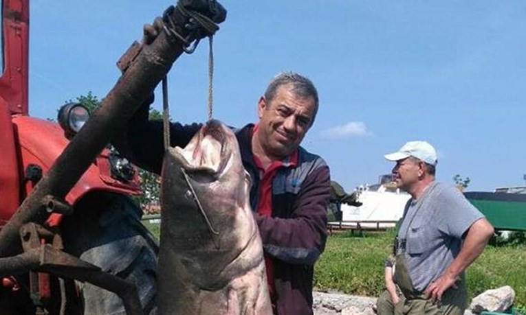 Ribar iz Dunava izvukao grdosiju od gotovo 2 i pola metra i težu od 85 kila