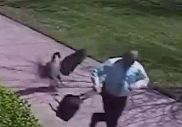 VIDEO "Opaka" guska napala policajca na ulici, internet se ne može prestati smijati