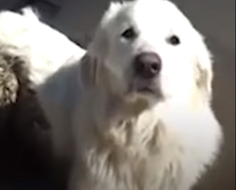 VIDEO Žena je pronašla preplašenog psa na autocesti i spasila mu život