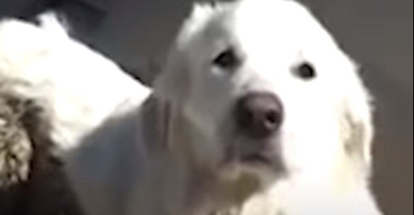VIDEO Žena je pronašla preplašenog psa na autocesti i spasila mu život