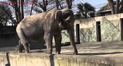 Nakon 69 godina zatočeništva uginula najusamljenija slonica na svijetu