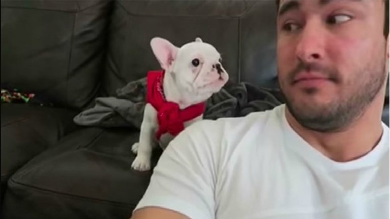 VIDEO Ovaj mali psić ne zna podnijeti kompliment i to je urnebesno