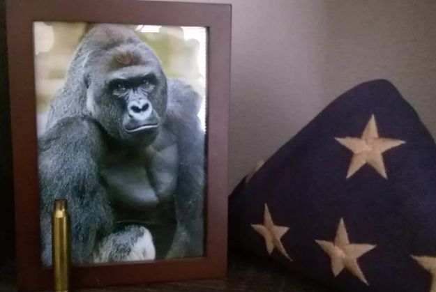 Harambe je najveći online hit nakon "haljine koja mijenja boju" i svi se pitaju zašto