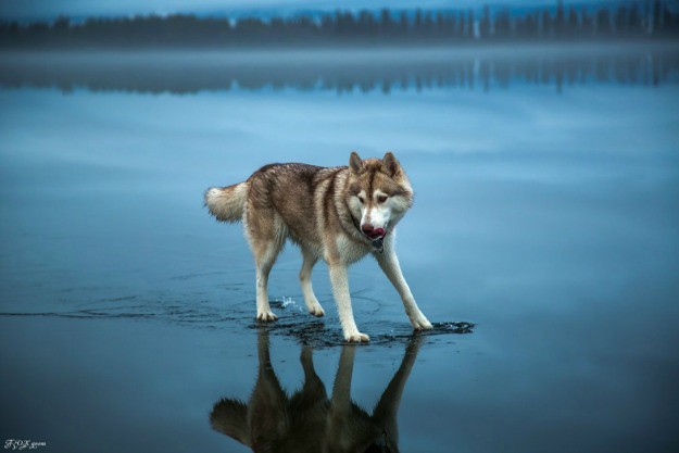 Fantastične fotografije haskija "koji hoda po vodi"