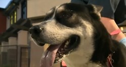 Nakon dvije godine 2414 km od kuće pronađen izgubljeni pas