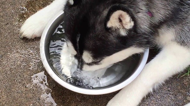 VIDEO Urnebesna je: Haskica Maya  uživa igrajući se s vodom