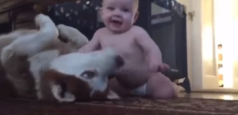 VIDEO Beba je dopuzala do haskija, a njegova reakcija na to je predivna