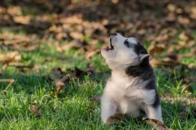 VIDEO Preslatki štenci uče zavijati! Vaš favorit?