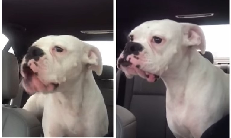 VIDEO Ovaj pas nikako nije htio otići iz parka, a smiješni zvukovi koje ispušta sve govore