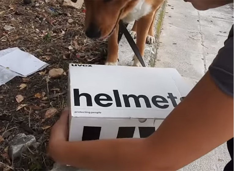 Ovaj je pas u planinama pronašao kutiju, a njezin će vas sadržaj šokirati