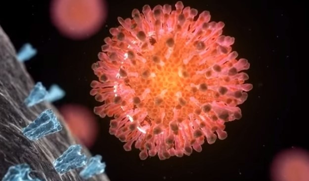 Prvi put u povijesti virus hepatitisa C uočen elektronskim mikroskopom