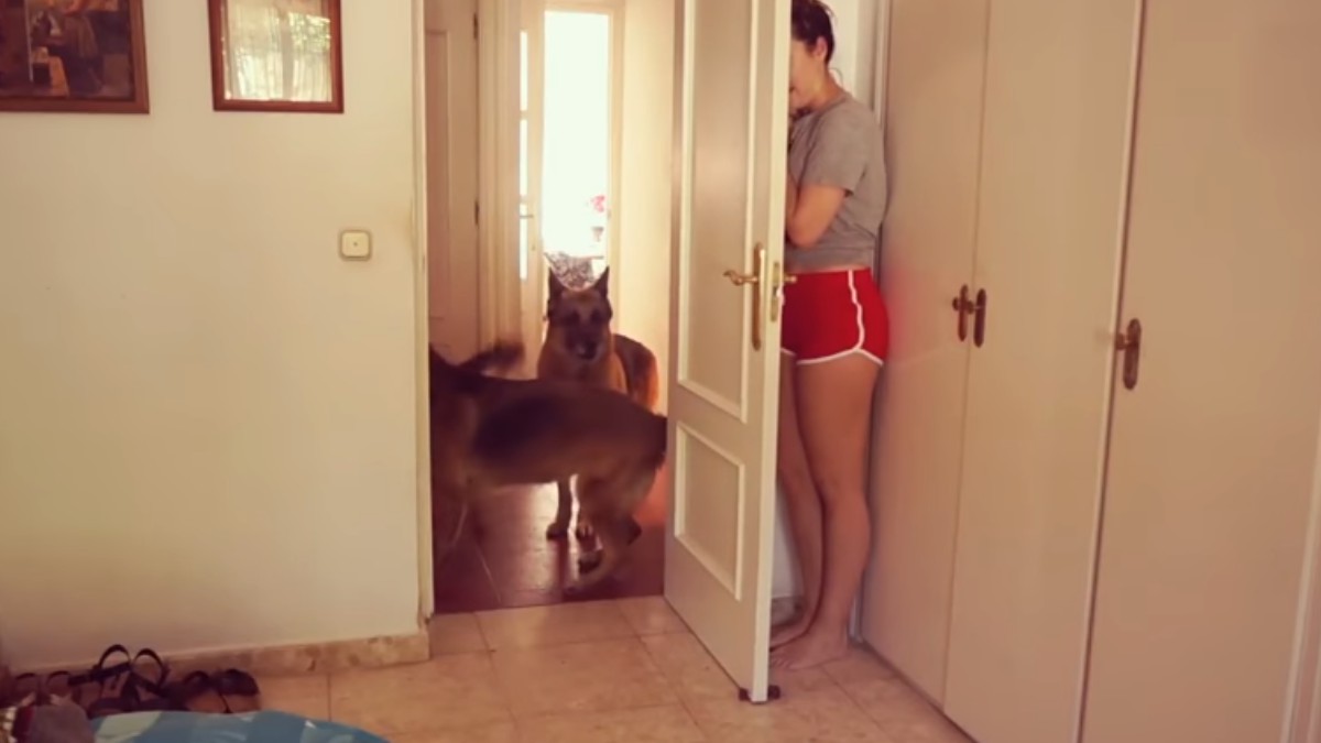 Igra skrivača sa psima - pogledajte video