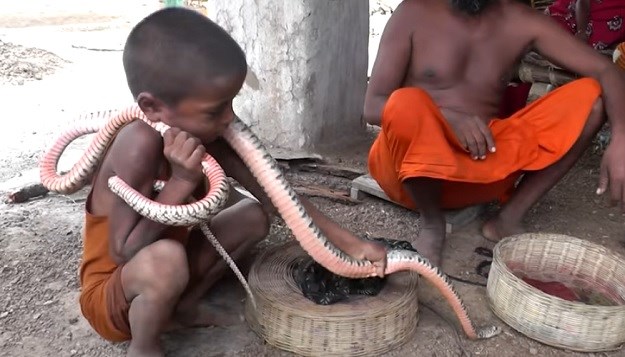 POGLEDAJTE U ovom selu klinci se od malena igraju s otrovnim zmijama!