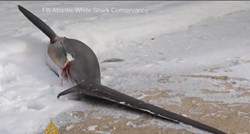 VIDEO Zbog polarne hladnoće u SAD-u smrzavaju se morski psi i iguane
