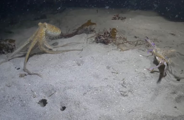 VIDEO Uvijek ima netko jači: Epska potjera hobotnice i raka završila kako nitko nije očekivao