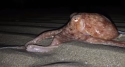 VIDEO Invazija hobotnica na obali Walesa: "Ovo je znak da nešto nije u redu"
