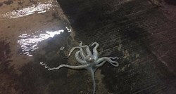 FOTO Ne viđa se svaki dan: Kako je hobotnica zalutala u podzemnu garažu?