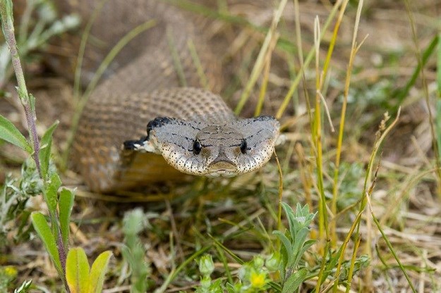 ČUDO PRIRODE Pogledajte kako se ove zmije brane od predatora