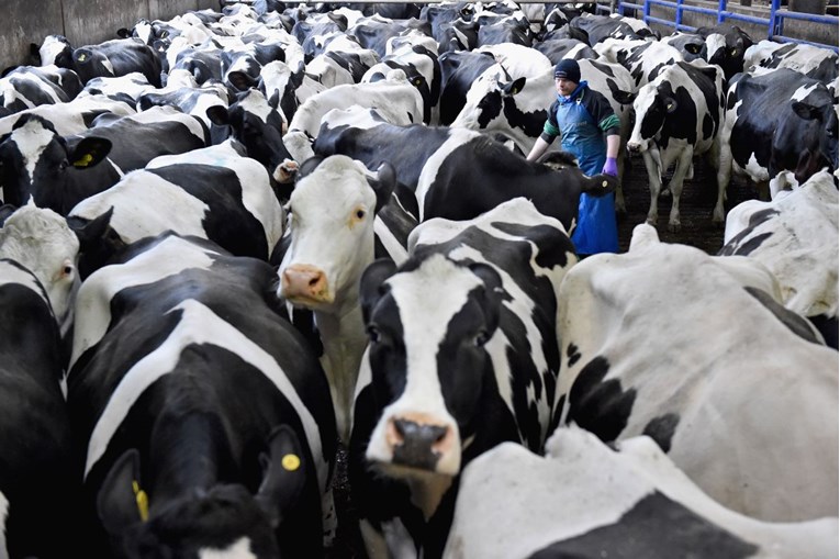 Nije satira: Turska protjeruje nizozemske krave