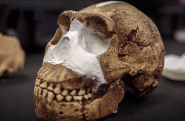 Senzacionalno otkriće: Pronađeni ostaci nepoznatog ljudskog pretka